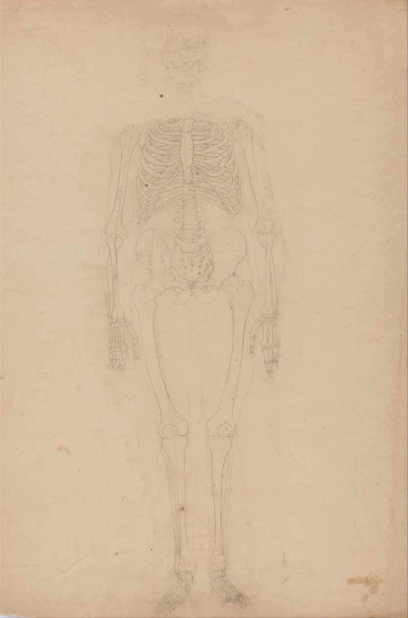 Vertaileva anatominen esitys ihmiskehon rakenteesta tiikerin ja ... tekijältä George Stubbs