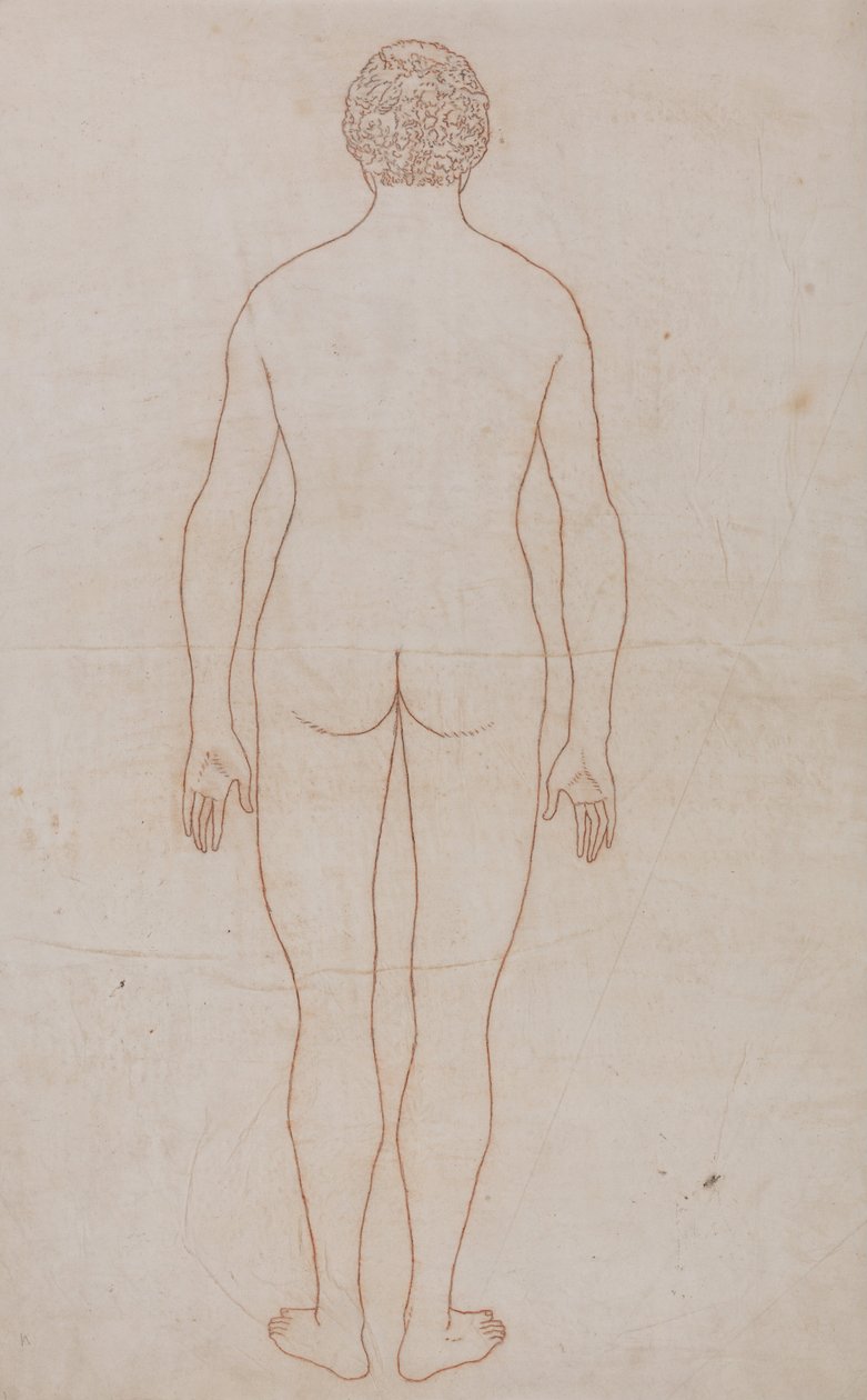 Vertaileva anatominen esitys ihmiskehon rakenteesta tiikerin ja ... tekijältä George Stubbs