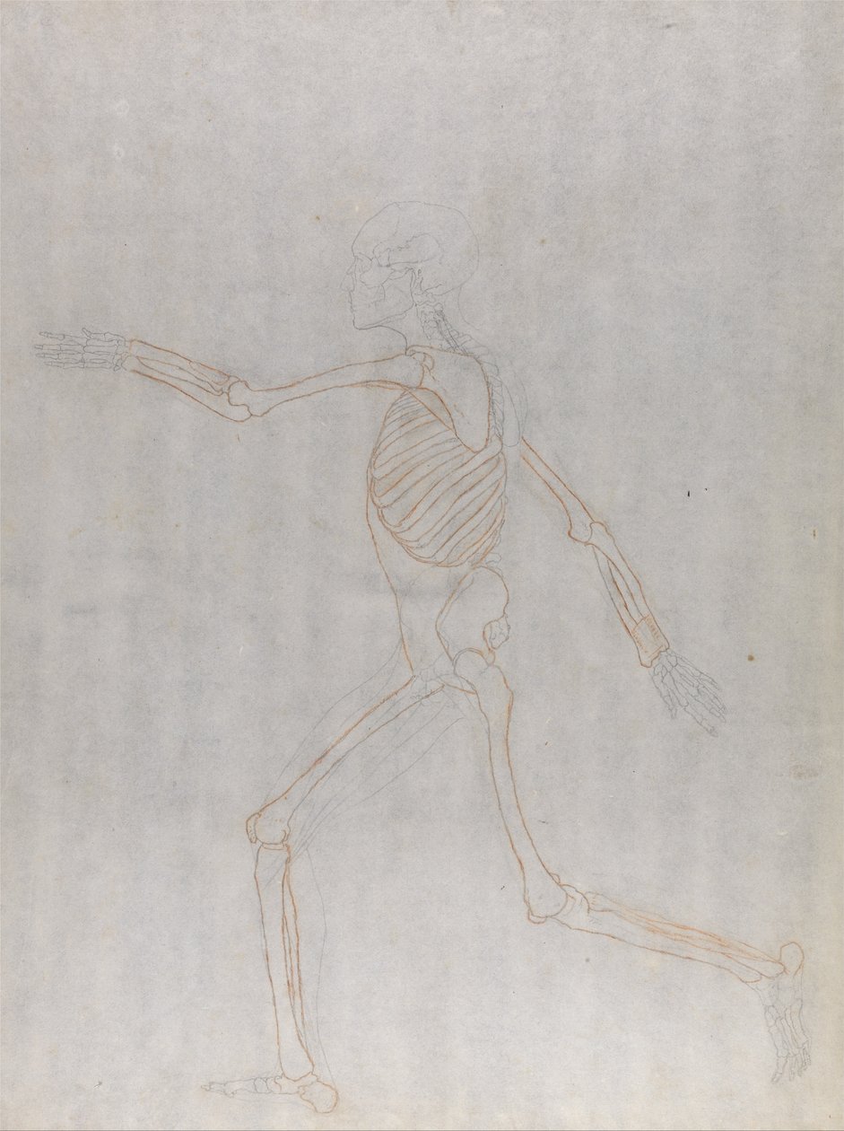 Vertaileva anatominen esitys ihmiskehon rakenteesta tiikerin ja ... tekijältä George Stubbs