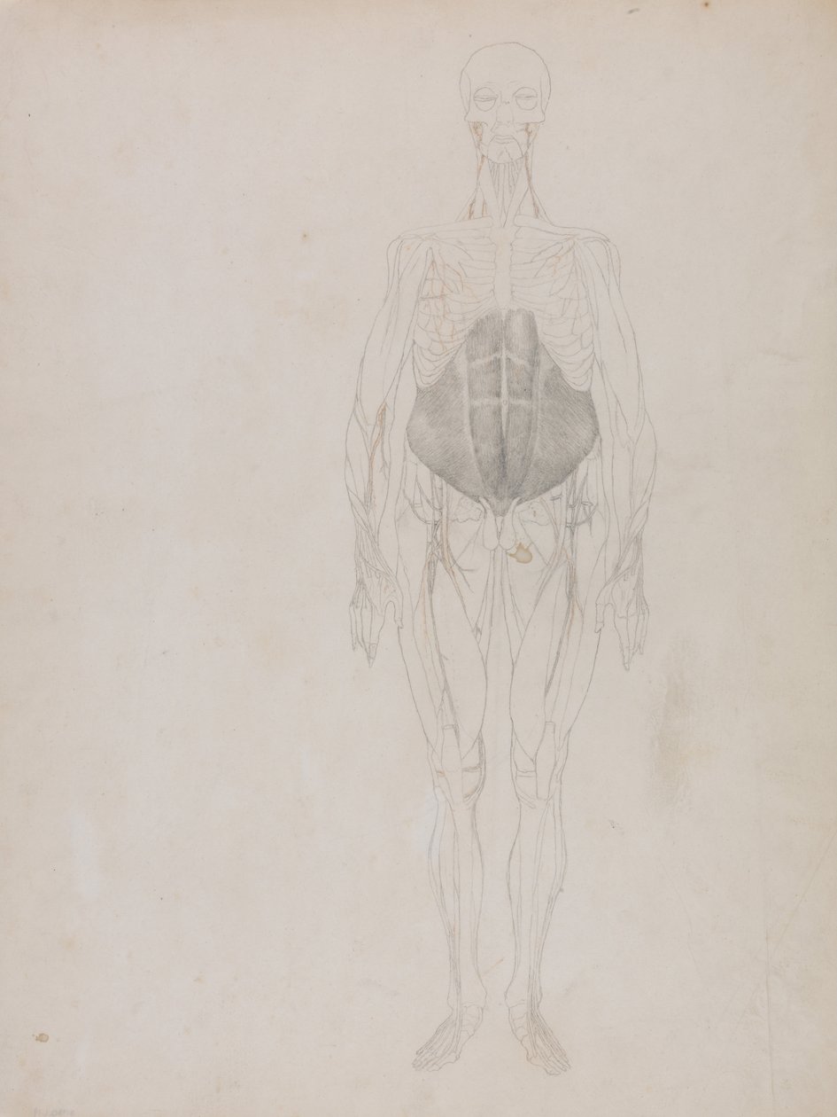 Vertaileva anatominen esitys ihmiskehon rakenteesta tiikerin ja ... tekijältä George Stubbs