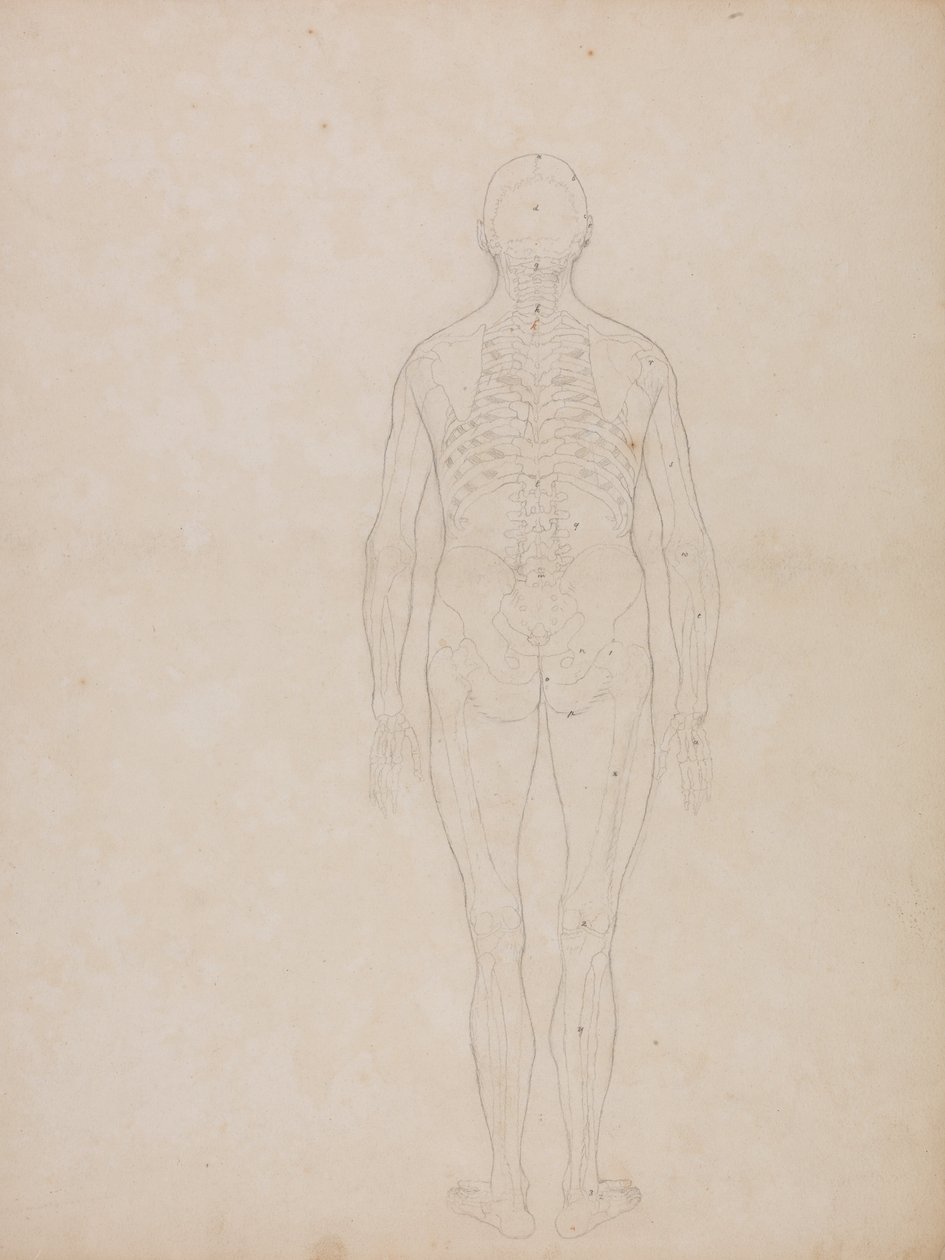 Vertaileva anatominen esitys ihmiskehon rakenteesta tiikerin ja ... tekijältä George Stubbs