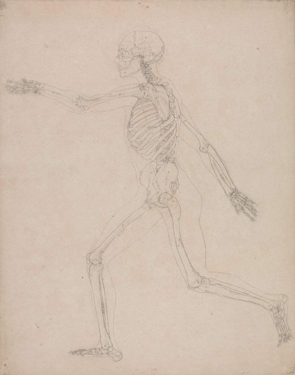 Vertaileva anatominen esitys ihmiskehon rakenteesta tiikerin ja ... tekijältä George Stubbs