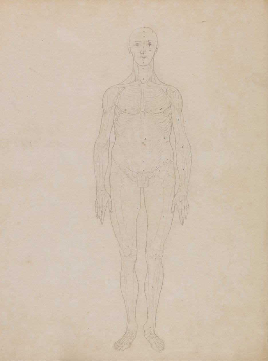 Vertaileva anatominen selvitys ihmiskehon rakenteesta tiikerin ja koiraan ruumiinrakenteeseen.... tekijältä George Stubbs