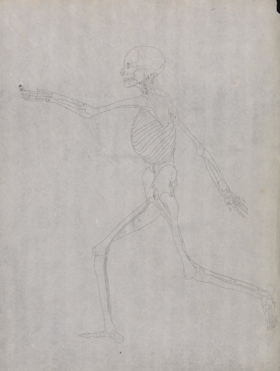 Vertaileva anatominen esitys ihmiskehon rakenteesta tiikerin ja ... tekijältä George Stubbs
