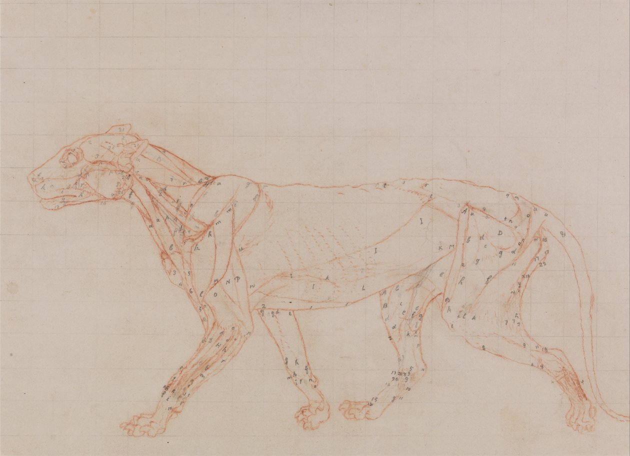 Vertaileva anatominen esitys ihmiskehon rakenteesta tiikerin ja ... tekijältä George Stubbs