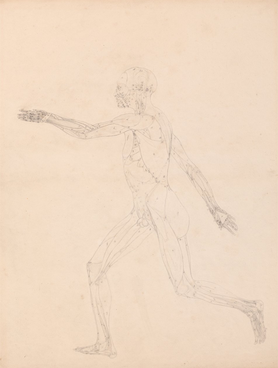 Vertaileva anatominen esitys ihmiskehon rakenteesta tiikerin ja ... tekijältä George Stubbs
