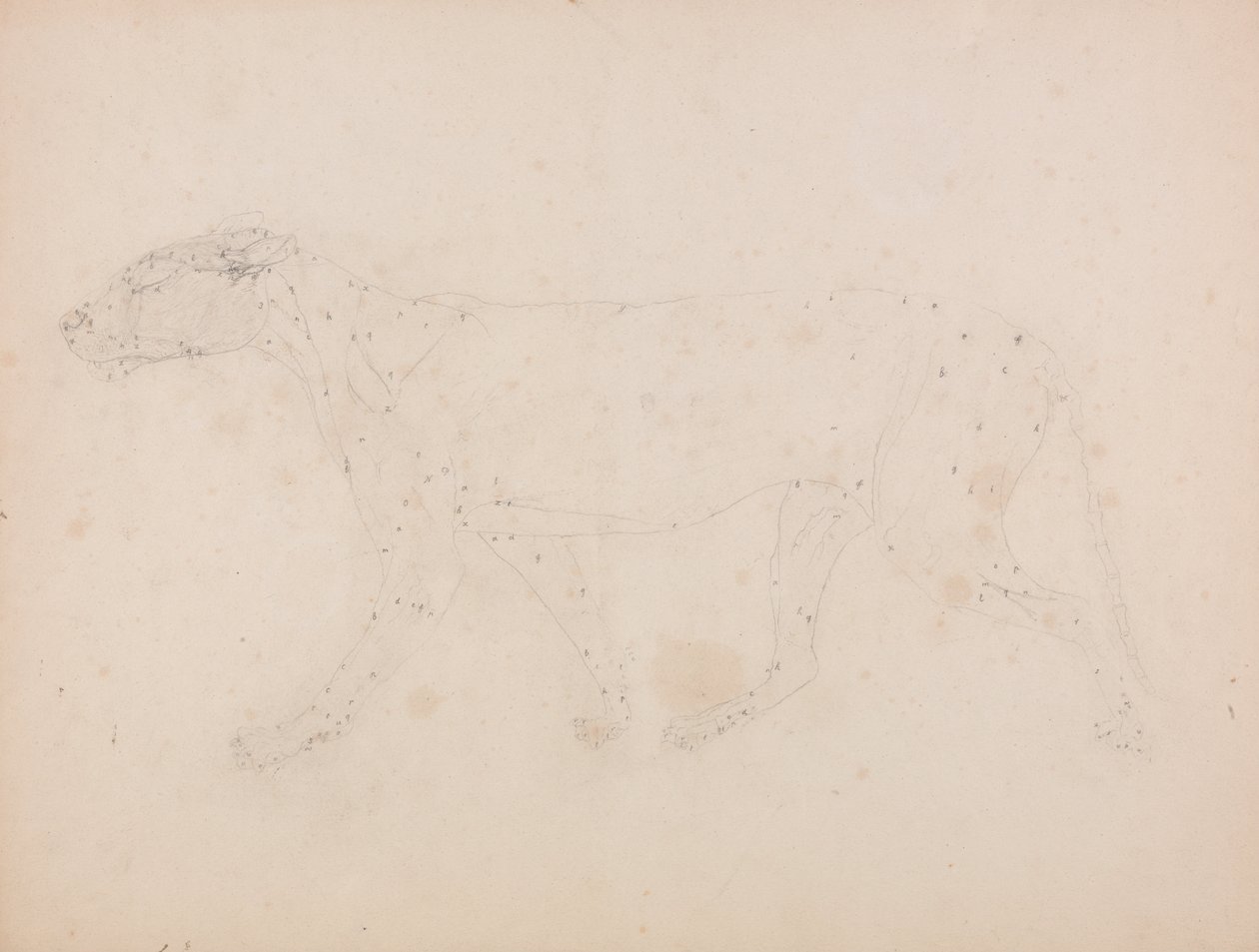 Vertaileva anatominen selvitys ihmiskehon rakenteesta tiikerin ja koiraan ruumiinrakenteeseen.... tekijältä George Stubbs