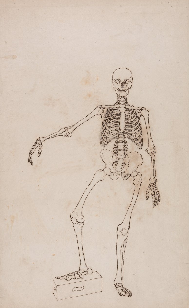 Vertaileva anatominen esitys ihmiskehon rakenteesta tiikerin ja ... tekijältä George Stubbs