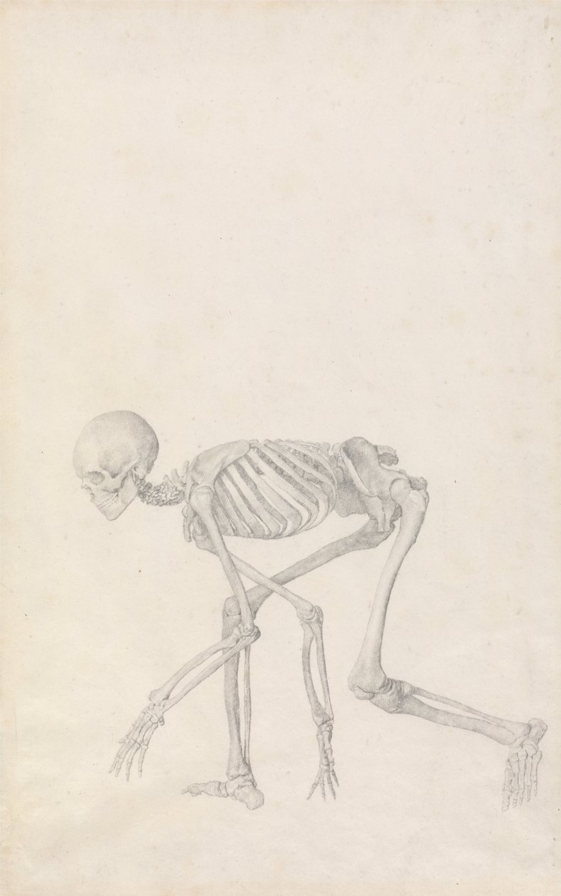 Vertaileva anatominen esitys ihmiskehon rakenteesta tiikerin ja ... tekijältä George Stubbs