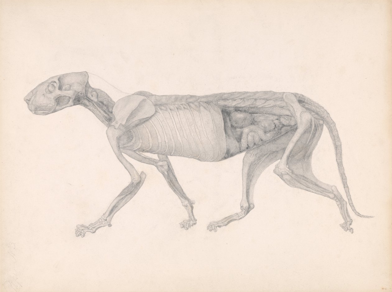 Vertaileva anatominen esitys ihmiskehon rakenteesta tiikerin ja ... tekijältä George Stubbs
