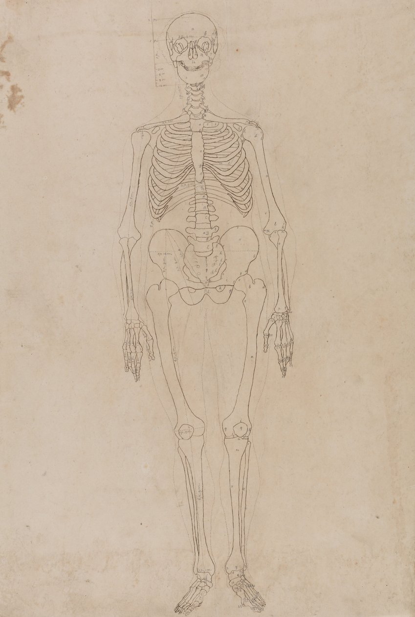 Vertaileva anatominen esitys ihmiskehon rakenteesta tiikerin ja ... tekijältä George Stubbs