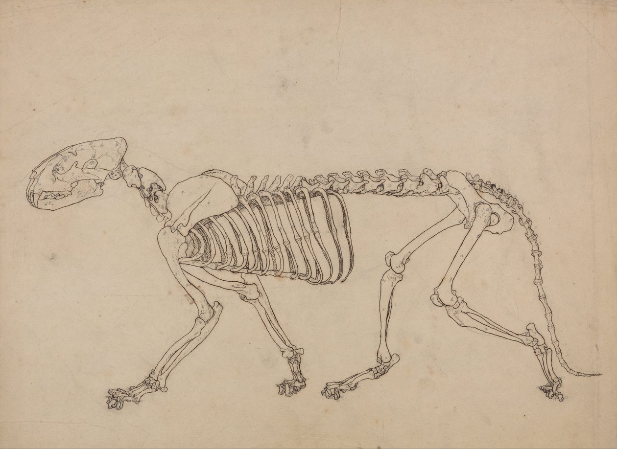 Vertaileva anatominen esitys ihmiskehon rakenteesta tiikerin ja ... tekijältä George Stubbs