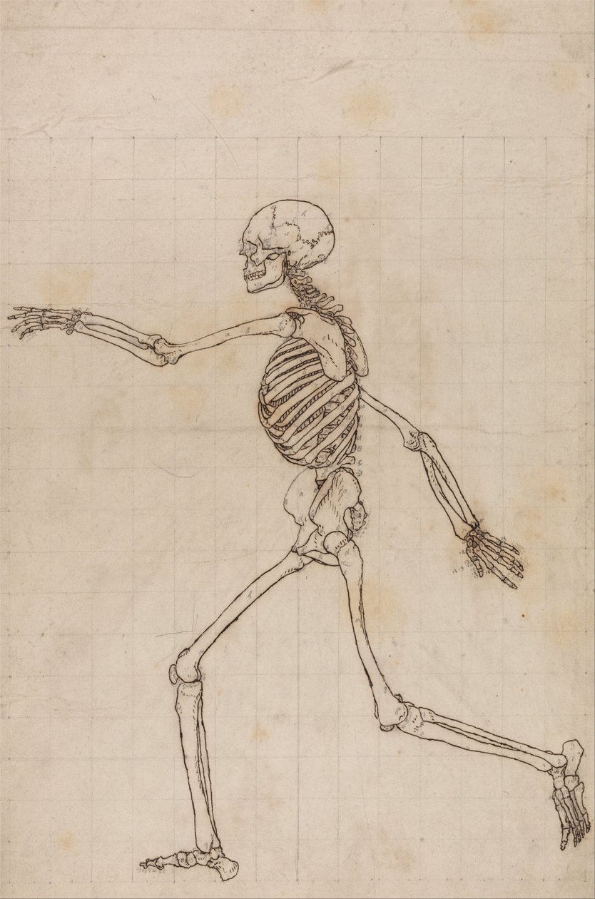 Vertaileva anatominen esitys ihmiskehon rakenteesta tiikerin ja ... tekijältä George Stubbs
