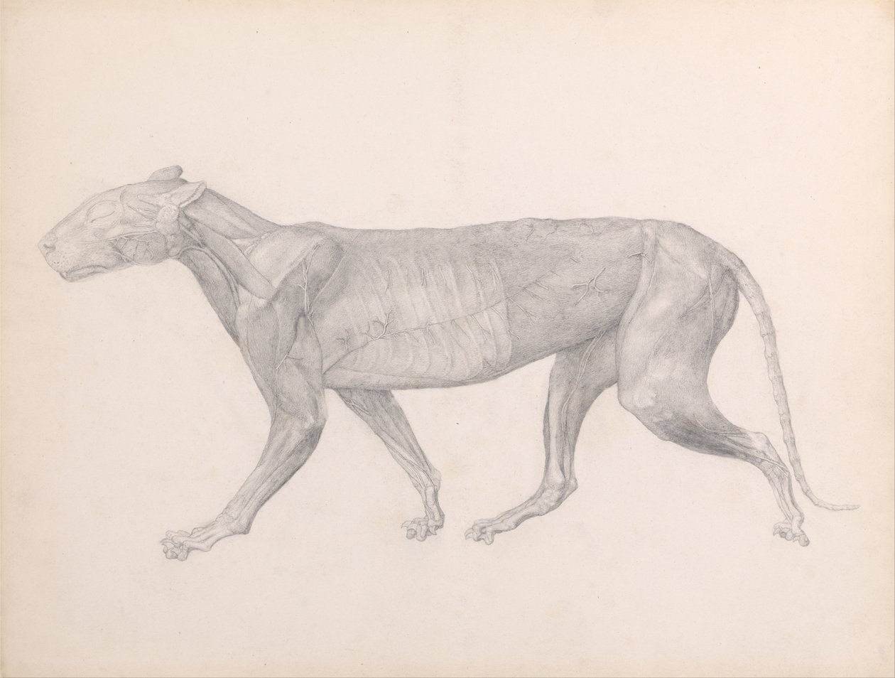 Vertaileva anatominen esitys ihmiskehon rakenteesta tiikerin ja ... tekijältä George Stubbs