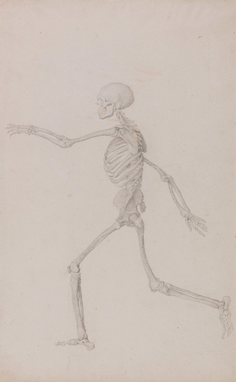 Vertaileva anatominen esitys ihmiskehon rakenteesta tiikerin ja ... tekijältä George Stubbs