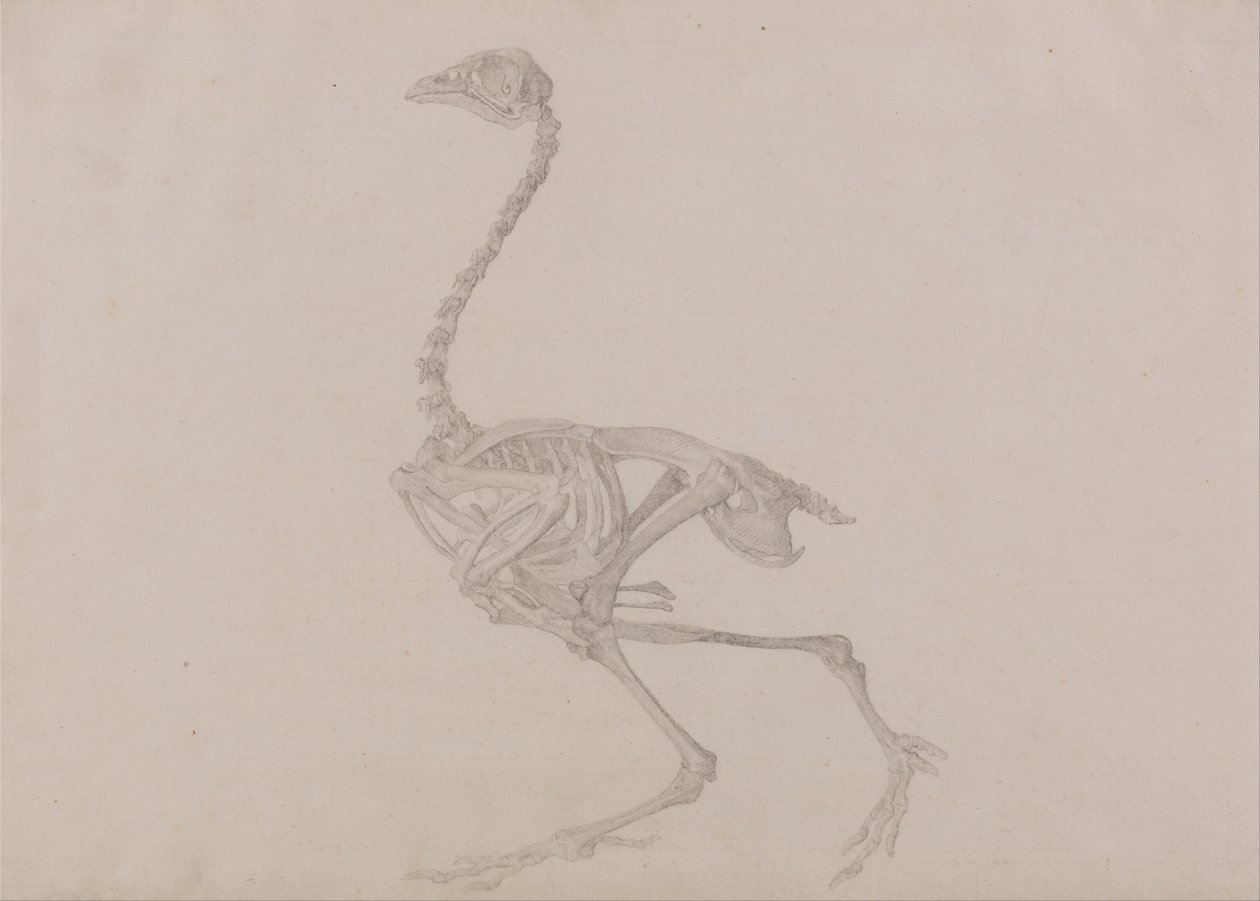 Vertaileva anatominen esitys ihmiskehon rakenteesta tiikerin ja ... tekijältä George Stubbs