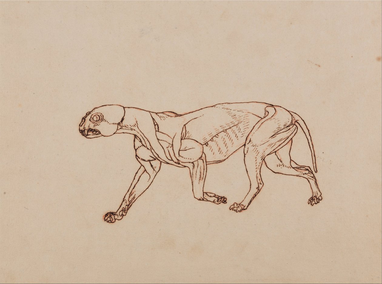 Vertaileva anatominen esitys ihmiskehon rakenteesta tiikerin ja ... tekijältä George Stubbs
