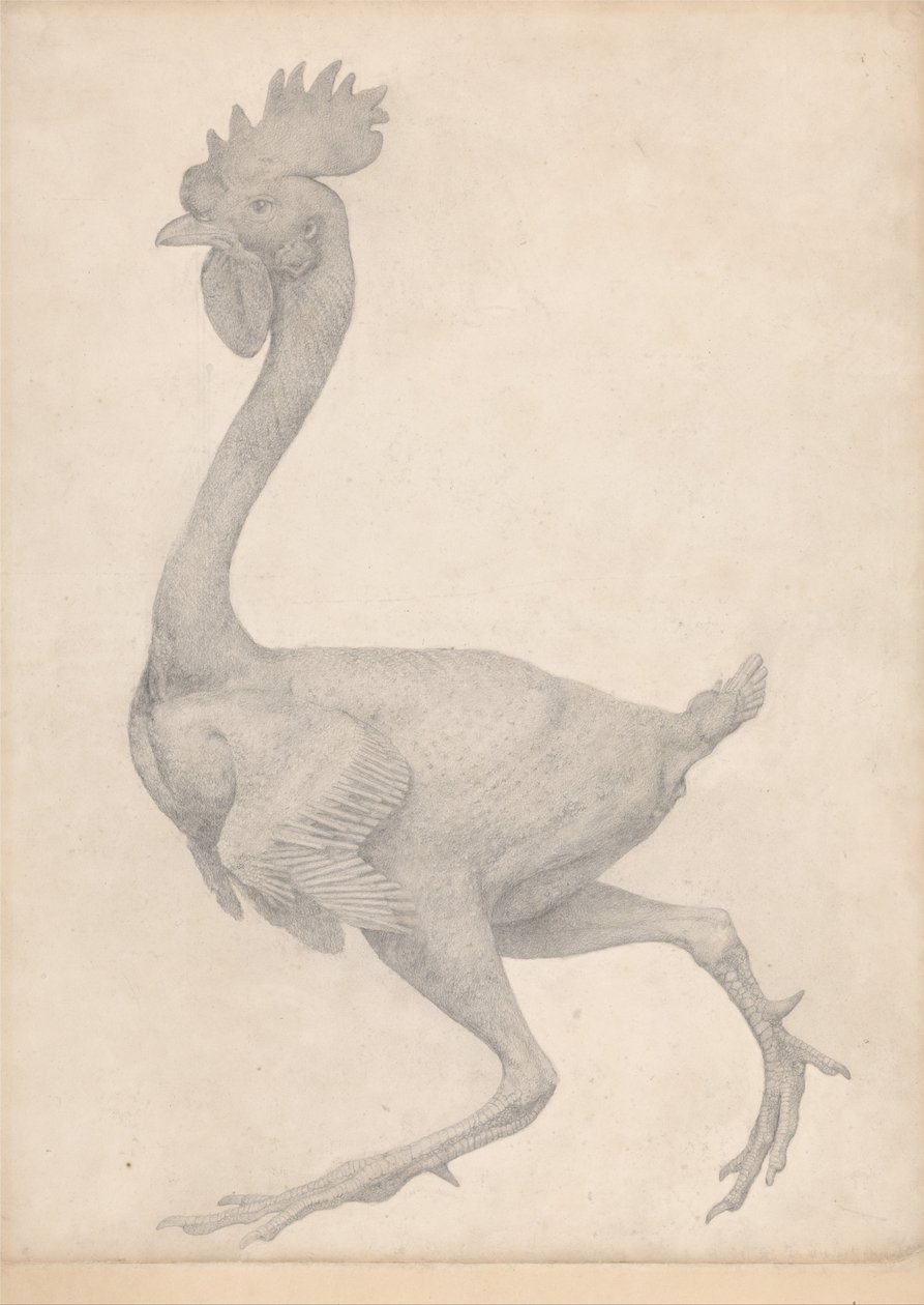 Vertaileva anatominen esitys ihmiskehon rakenteesta tiikerin ja ... tekijältä George Stubbs