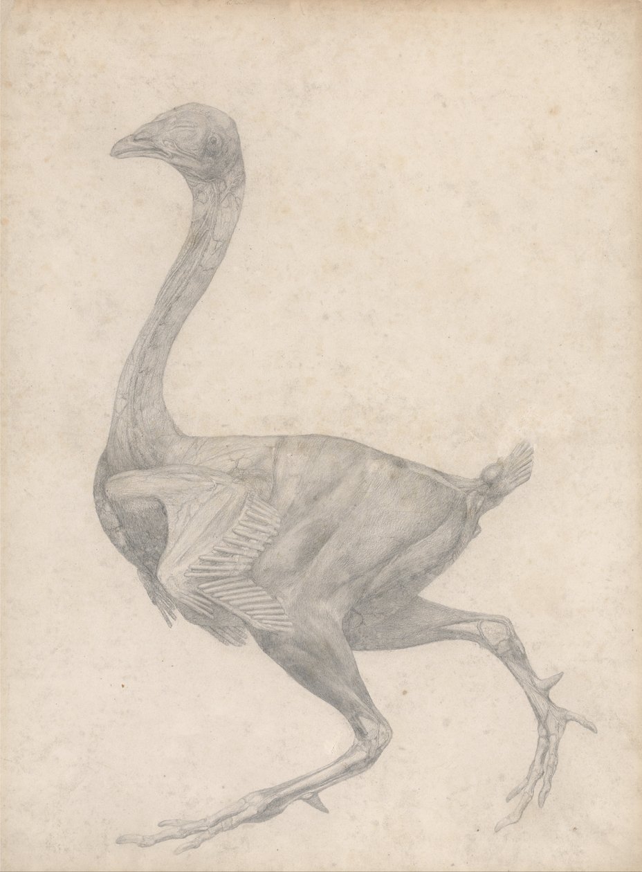 Vertaileva anatominen esitys ihmiskehon rakenteesta tiikerin ja ... tekijältä George Stubbs