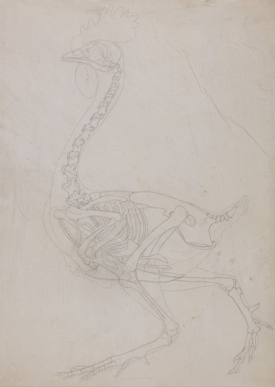 Vertaileva anatominen esitys ihmiskehon rakenteesta tiikerin ja ... tekijältä George Stubbs