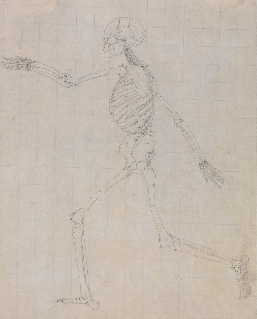 Vertaileva anatominen esitys ihmiskehon rakenteesta tiikerin ja ... tekijältä George Stubbs