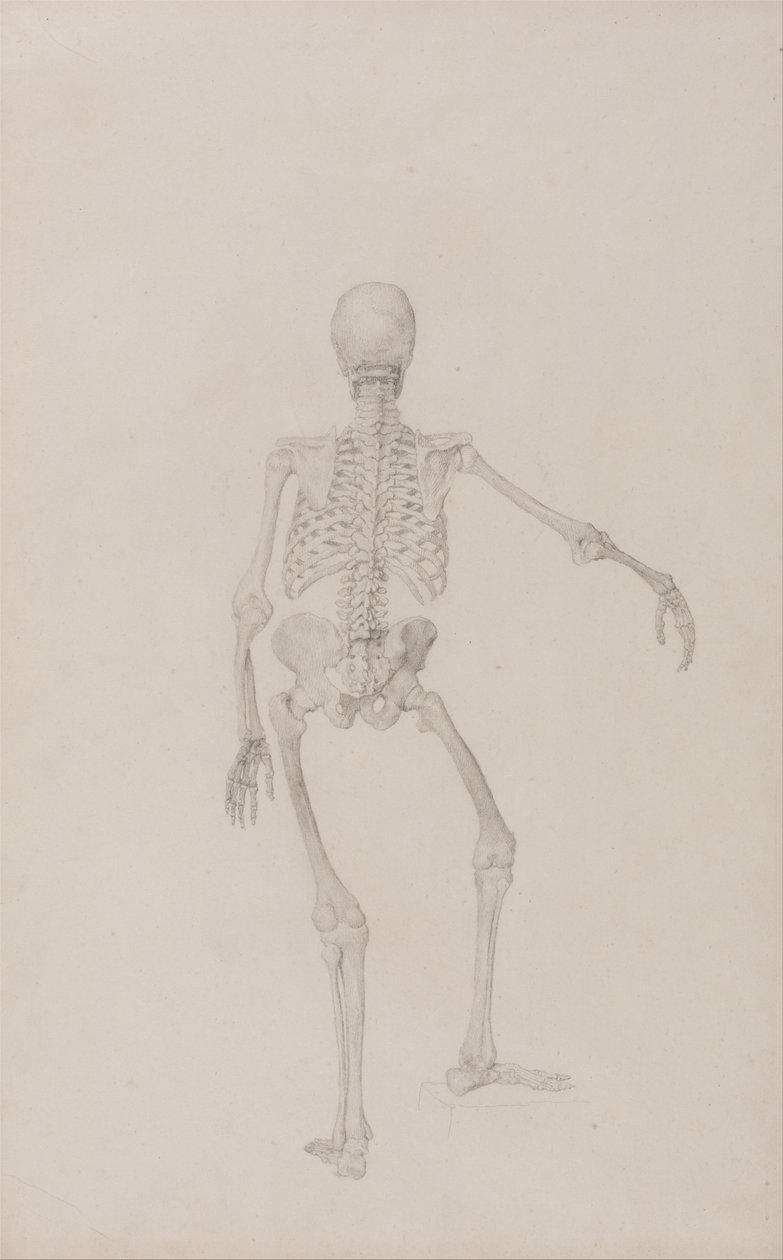 Vertaileva anatominen esitys ihmiskehon rakenteesta tiikerin ja ... tekijältä George Stubbs