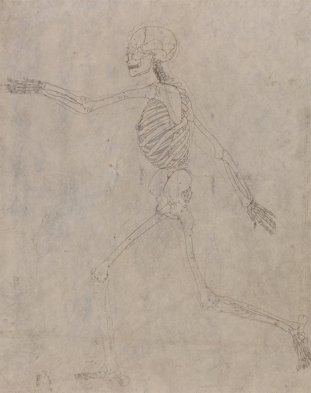 Vertaileva anatominen esitys ihmiskehon rakenteesta tiikerin ja ... tekijältä George Stubbs