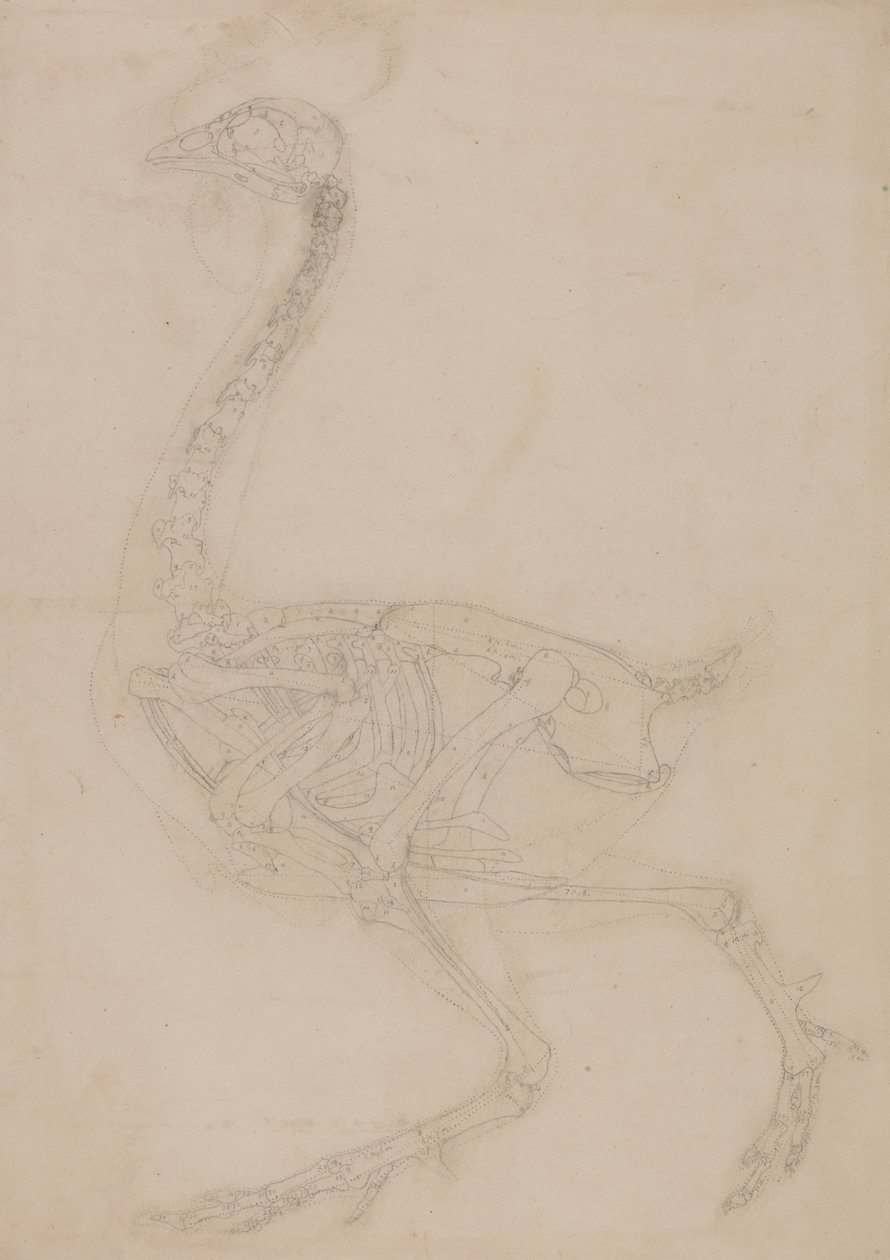 Vertaileva anatominen esitys ihmiskehon rakenteesta tiikerin ja ... tekijältä George Stubbs