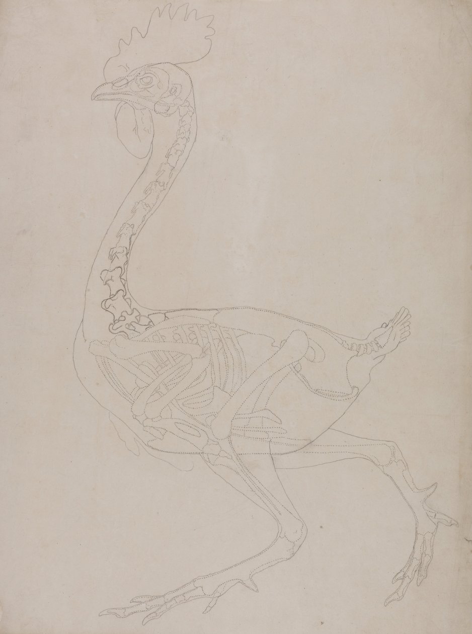 Vertaileva anatominen esitys ihmiskehon rakenteesta tiikerin ja ... tekijältä George Stubbs