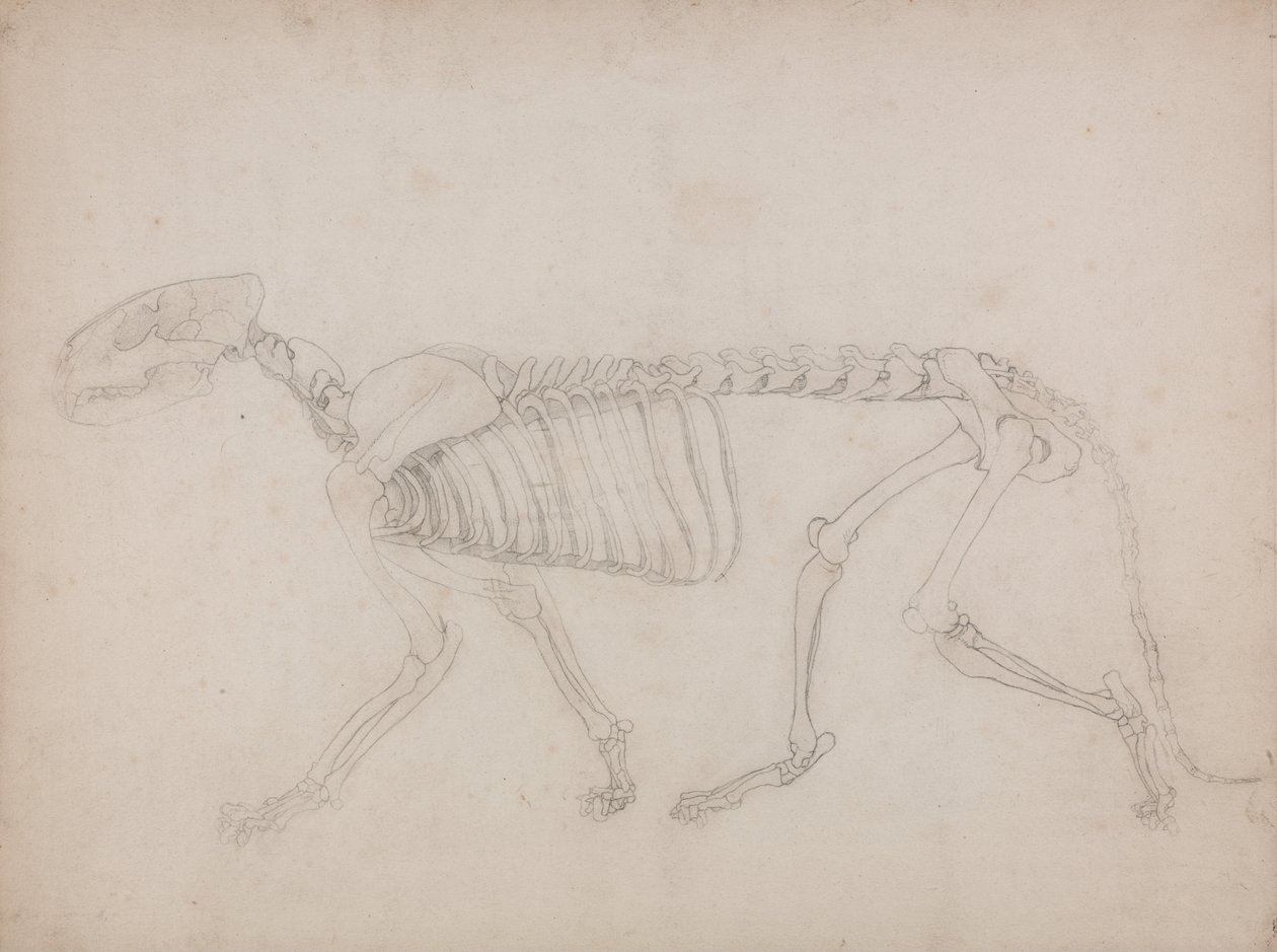 Vertaileva anatominen esitys ihmiskehon rakenteesta tiikerin ja ... tekijältä George Stubbs