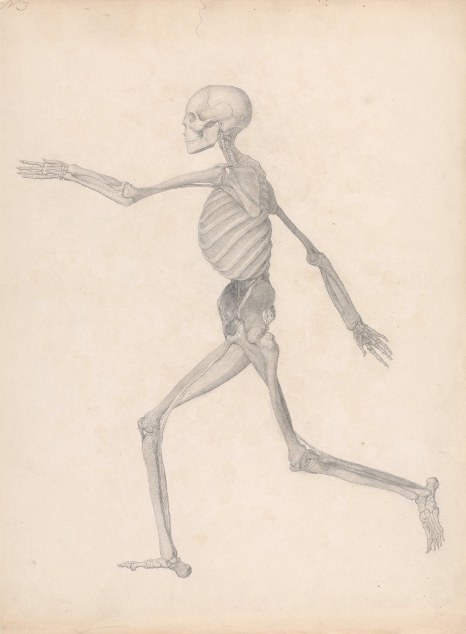 Vertaileva anatominen esitys ihmiskehon rakenteesta tiikerin ja ... tekijältä George Stubbs