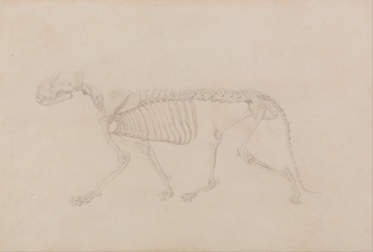 Vertaileva anatominen esitys ihmiskehon rakenteesta tiikerin ja ... tekijältä George Stubbs