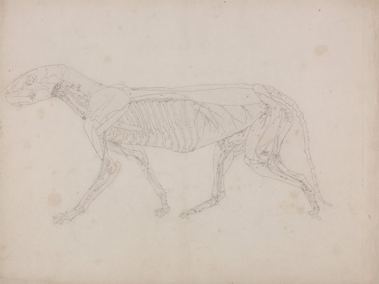 Vertaileva anatominen esitys ihmiskehon rakenteesta tiikerin ja ... tekijältä George Stubbs