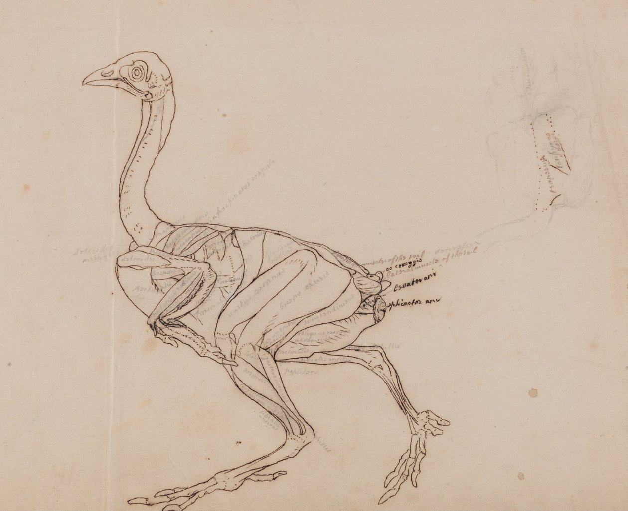 Vertaileva anatominen esitys ihmiskehon rakenteesta tiikerin ja ... tekijältä George Stubbs