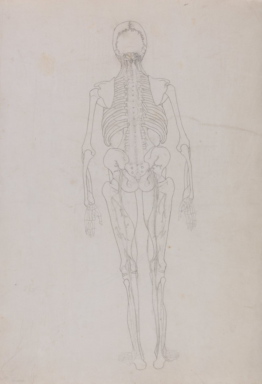 Vertaileva anatominen esitys ihmiskehon rakenteesta tiikerin ja ... tekijältä George Stubbs