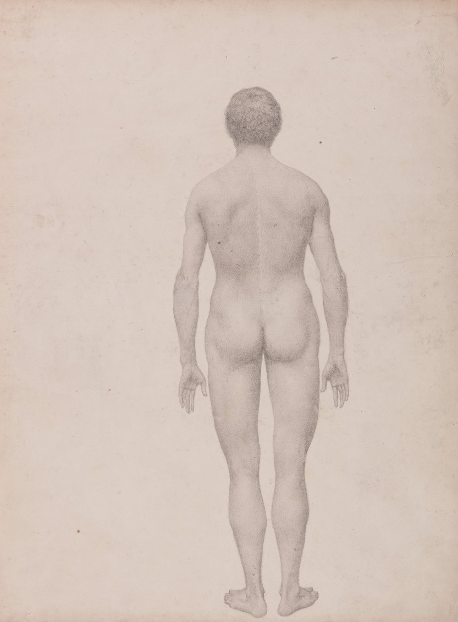 Vertaileva anatominen esitys ihmiskehon rakenteesta tiikerin ja ... tekijältä George Stubbs