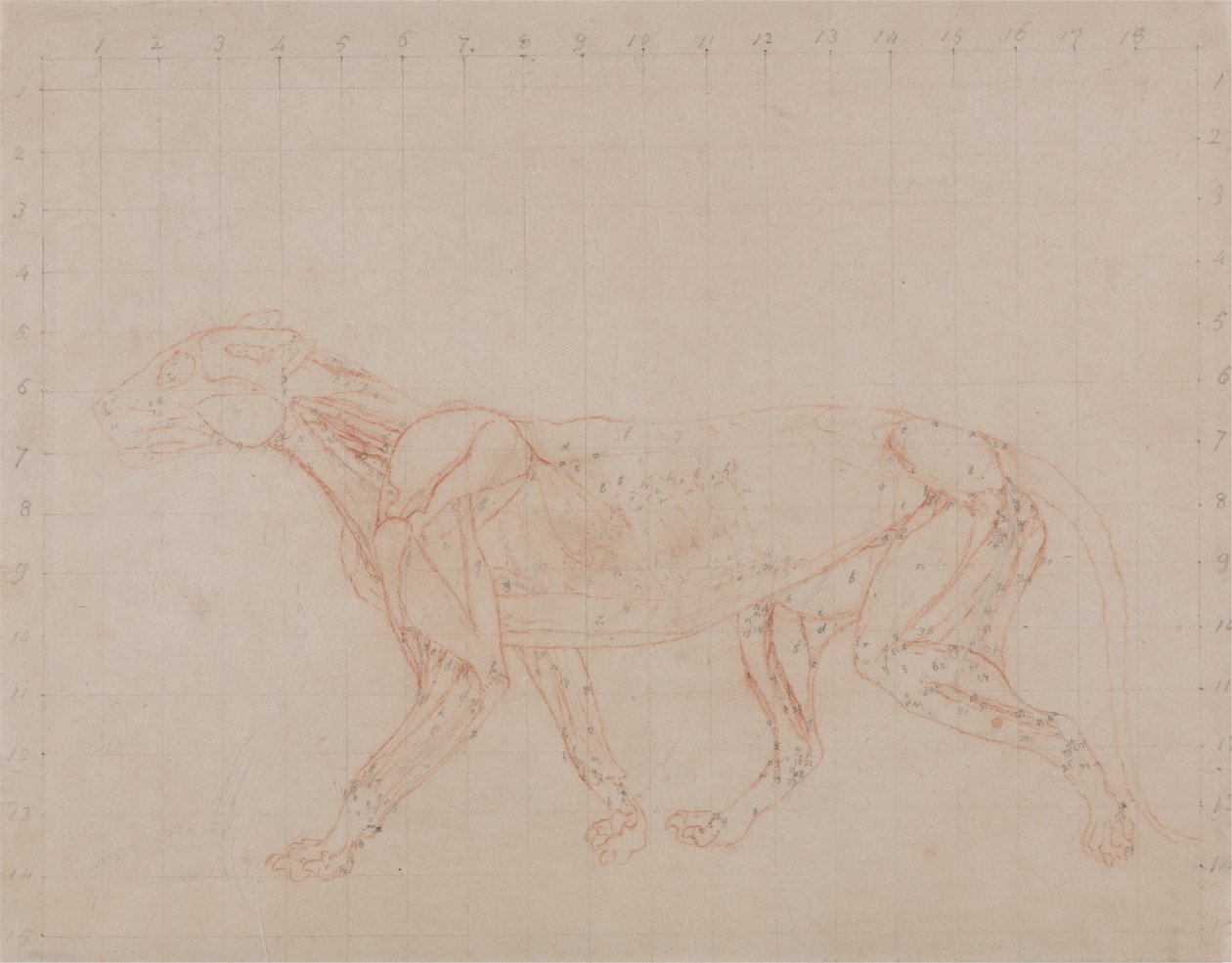 Vertaileva anatominen esitys ihmiskehon rakenteesta tiikerin ja ... tekijältä George Stubbs