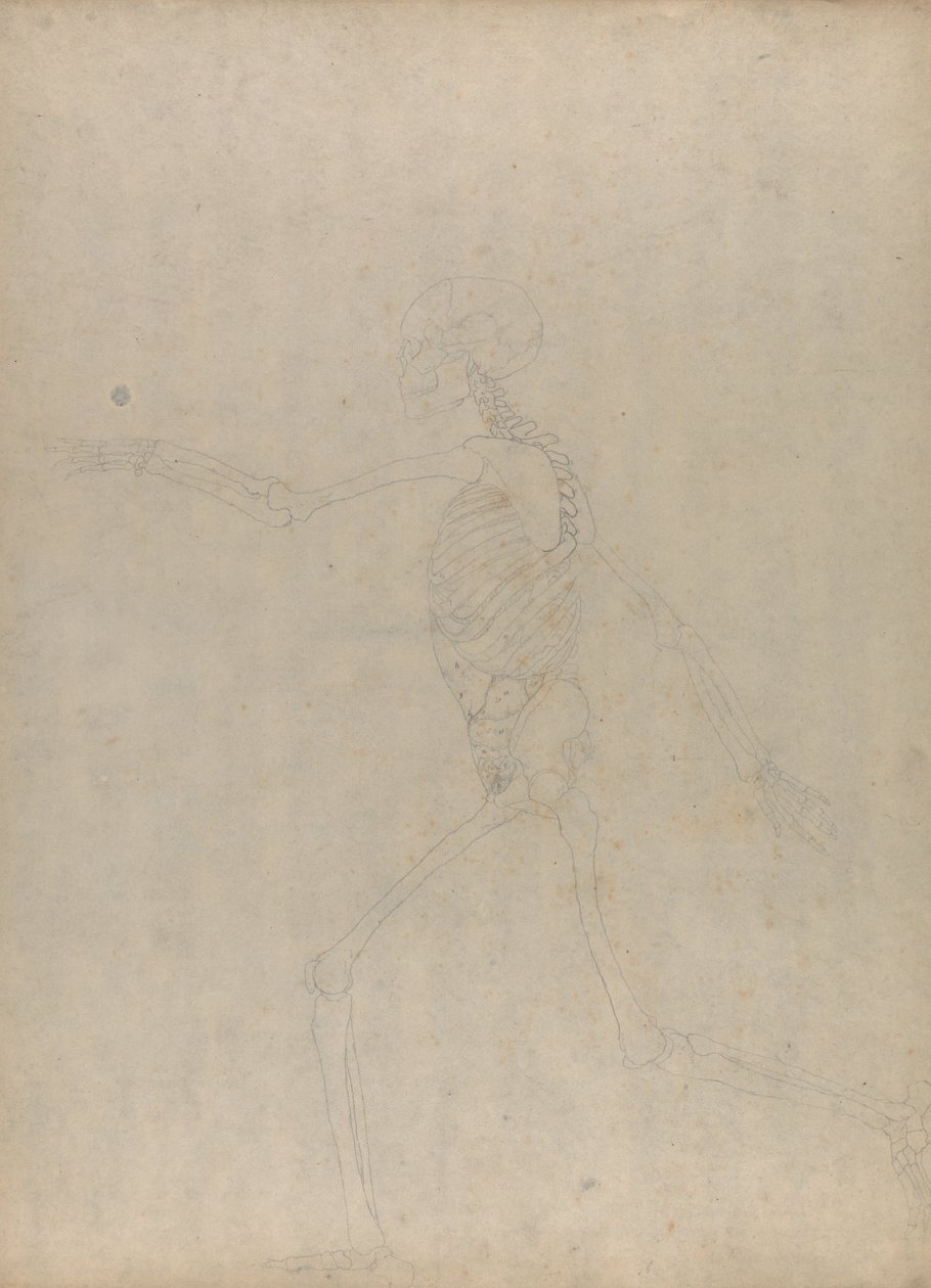 Vertaileva anatominen selvitys ihmiskehon rakenteesta tiikerin ja koiraan ruumiinrakenteeseen.... tekijältä George Stubbs