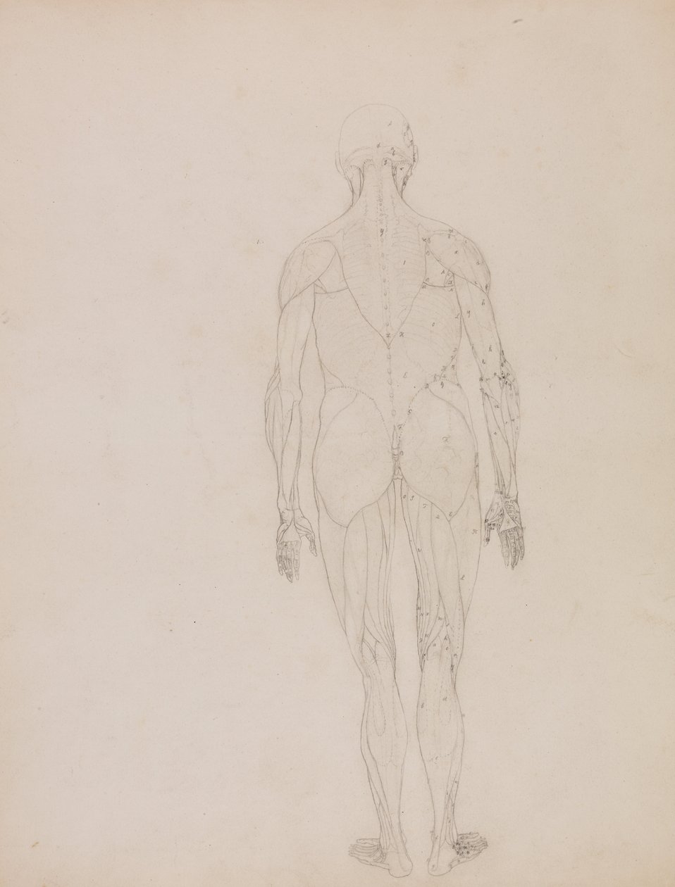 Vertaileva anatominen esitys ihmiskehon rakenteesta tiikerin ja ... tekijältä George Stubbs
