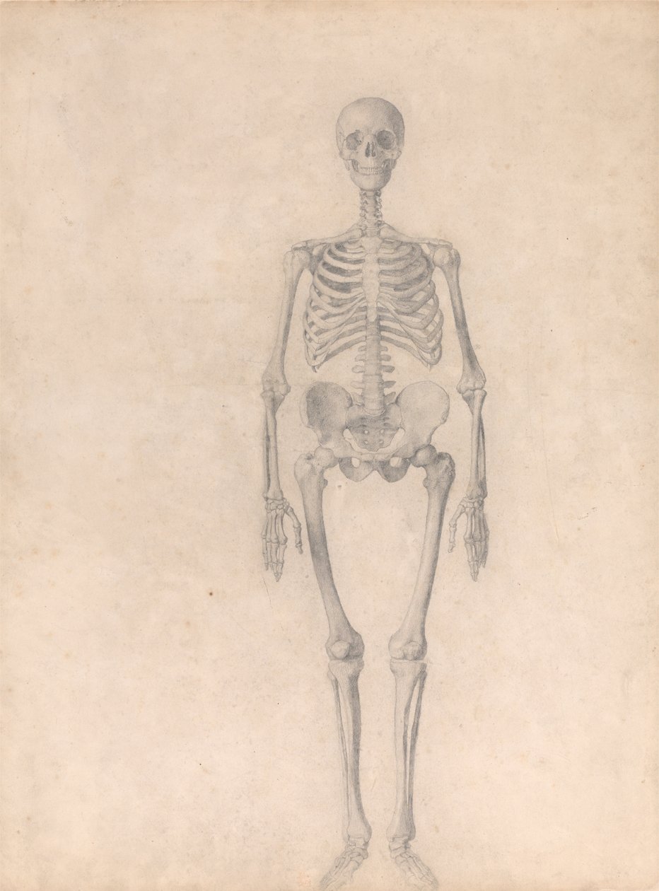 Vertaileva anatominen esitys ihmiskehon rakenteesta tiikerin ja ... tekijältä George Stubbs