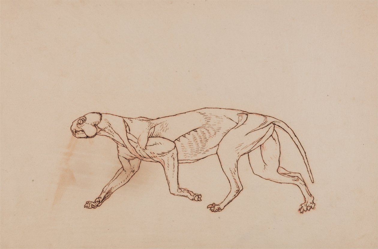Vertaileva anatominen selvitys ihmiskehon rakenteesta tiikerin ja koiraan ruumiinrakenteeseen.... tekijältä George Stubbs