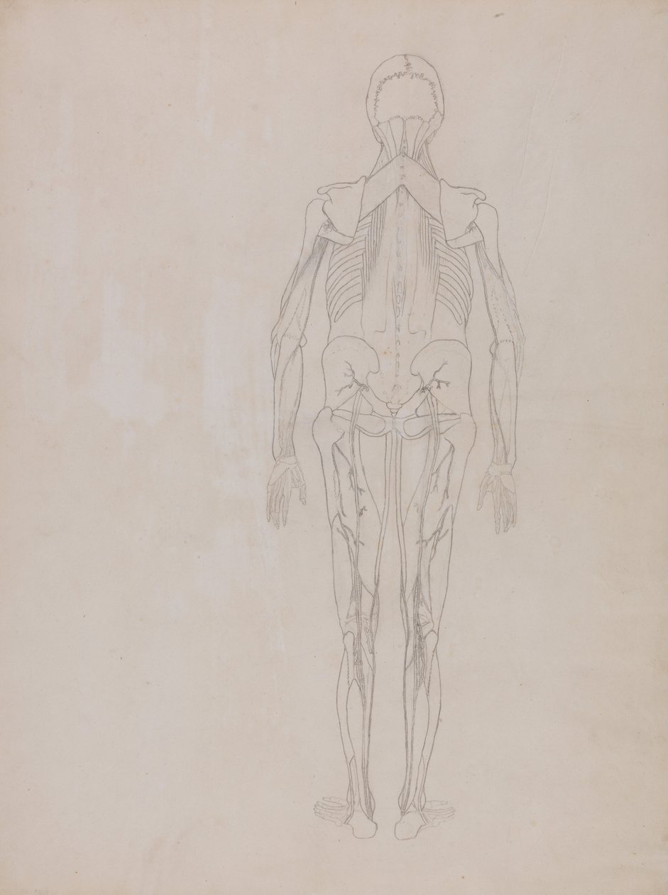 Vertaileva anatominen esitys ihmiskehon rakenteesta tiikerin ja ... tekijältä George Stubbs
