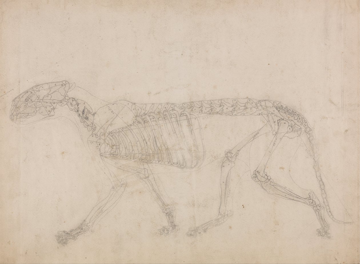 Vertaileva anatominen esitys ihmiskehon rakenteesta tiikerin ja ... tekijältä George Stubbs