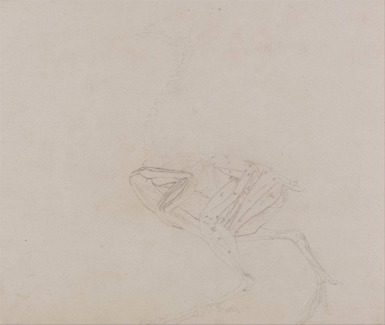 Vertaileva anatominen esitys ihmiskehon rakenteesta tiikerin ja ... tekijältä George Stubbs
