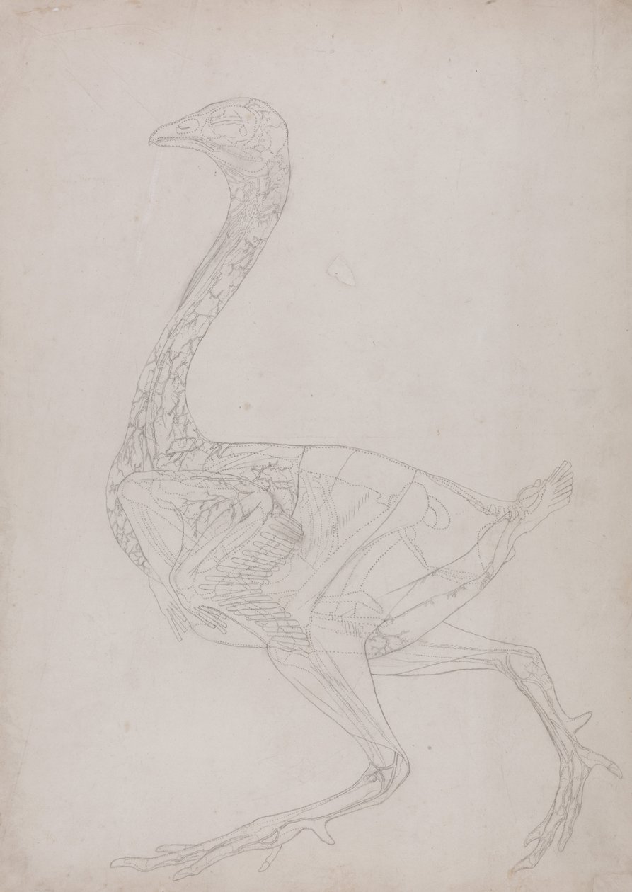 Vertaileva anatominen esitys ihmiskehon rakenteesta tiikerin ja ... tekijältä George Stubbs