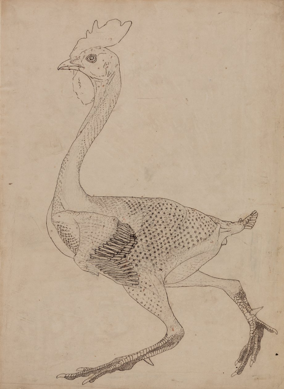 Vertaileva anatominen esitys ihmiskehon rakenteesta tiikerin ja ... tekijältä George Stubbs