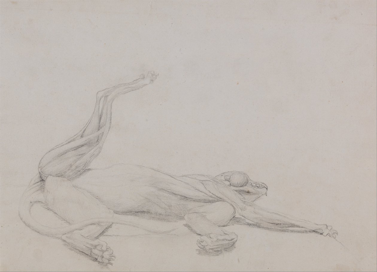 Vertaileva anatominen esitys ihmiskehon rakenteesta tiikerin ja ... tekijältä George Stubbs