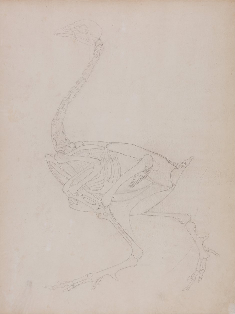 Vertaileva anatominen esitys ihmiskehon rakenteesta tiikerin ja ... tekijältä George Stubbs