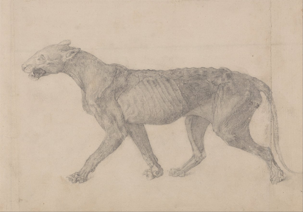 Vertaileva anatominen esitys ihmiskehon rakenteesta tiikerin ja ... tekijältä George Stubbs