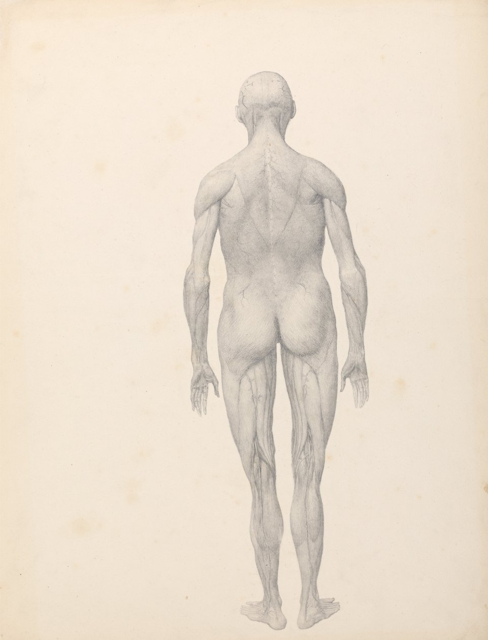 Vertaileva anatominen esitys ihmiskehon rakenteesta tiikerin ja ... tekijältä George Stubbs